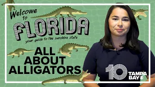 What to know about Florida’s alligators as mating season approaches