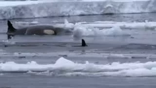 Killer whales hunting technique