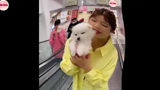 Tik Tok   😍 Funny and Cute Pomeranian #46