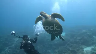 The Pawikan Journey - The Sea Turtle Nature At Sea - The Ever Lovely Sea turtle