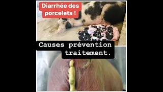 [ COMMENT TRAITER ET PRÉVENIR LA DIARRHÉE CHEZ LES PORCELETS]