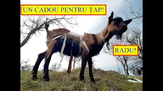 UN ȘORȚ PENTRU ȚAP! LA CE FOLOSEȘTE? SPECIAL DEVICE FOR THE MALE GOAT! #Fericire #FamiliaLenOficial