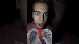 ОНИ ЗЛЫЕ 👹⁉️ Откуда эти странные птицы????