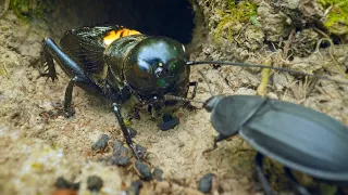 Field Cricket, Carrion Beetle and Poop