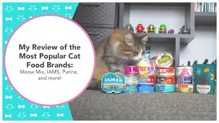 My Review of the Most Popular Cat Food Brands: Meow Mix, IAMS, Purina, and more!