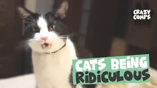 Cats Being Hilarious Compilation - Cats are Jerks 😂😂😂