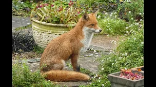 Fox in the garden - November 2023