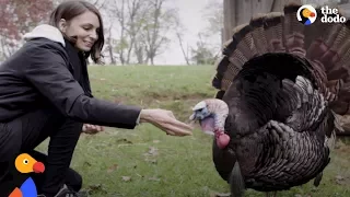 Rescued Turkey  Know Exactly How To Spend Thanksgiving | The Dodo