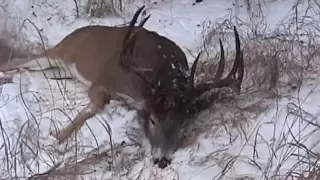 Saskatchewan Deer hunt with Sask Can Outfitters, 170" 10-pointer