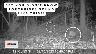 The Peculiar Sounds a Porcupine Makes | Trail Cam Mating Calls