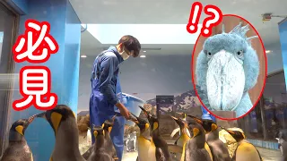 【ハシビロコウふたばファン必見】長崎ペンギン水族館がすごい!ペンギンのお食事タイムにドキッ!(ふたばちゃんは出てきません)Nagasaki Penguin Aquarium