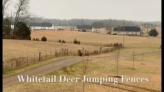 10 Whitetail Deer Jumping Fences