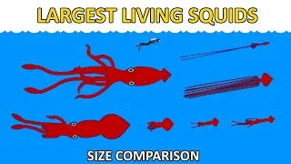 Largest Squids - Size Comparison - Real Life Sea Monsters!