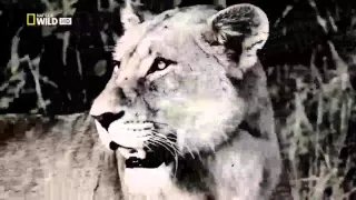 Гиена   царица хищников National Geographic - документальный фильм