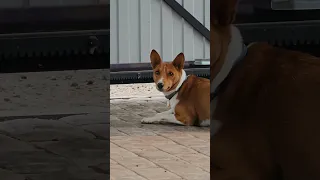 Basenji подглядывает ) Barney басенджи - нелающая собака.