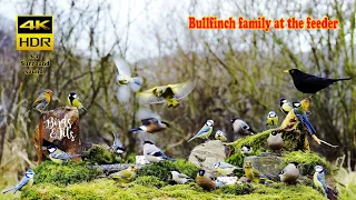 Birds: Bullfinch family at the feeder - 4K HDR - CATs tv