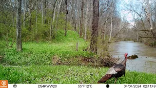 Creekside Trail Cam Footage (Wild Turkey, Deer, River Otters, Fox, Etc.)