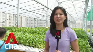 Unsold greens a persistent issue for Singapore's vegetable farms