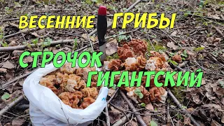 Строчок гигантский - собираем весенние грибы