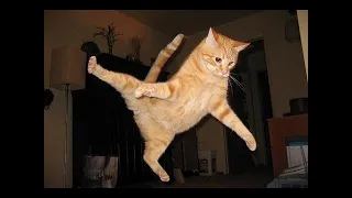 Funniest Animals Videos 😂 Funny cats and Dogs😹🐶 Part 79
