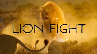 Lion attack! Fight between big male lion and lioness (Rooiputs Ep6)