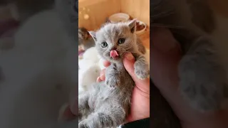 OMG So Cute Cats ♥ Best Funny Cat ❤️🐈Videos 2021 #  2252 407