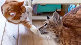 LYNX KITTEN AFTER VACCINATION / Sand hybrids fight for food / Pig begs for cheese sticks