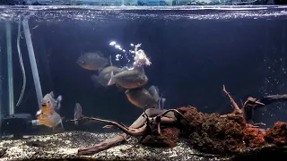 Piranhas Unleashed: Deadliest Belly Attack on Frogs