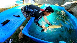 PRECISEI FAZER ISSO PARA NÃO DA PROBLEMA DE NOVO! piscina cheia de peixe