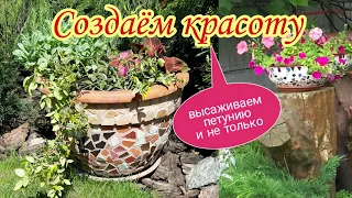 Создаём красоту.Высаживаем петунию и не только.Цветочные композиции своими руками.Сад.Дача.