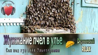 BUZZING of bees in the hive ✿ 1 hour ✿ Country RELAX