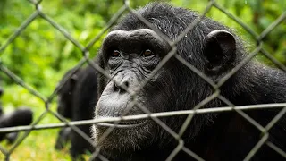 Saving Chimpanzees in the Eastern Congo