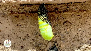 Time Lapse Of Caterpillar Forming A Chrysalis