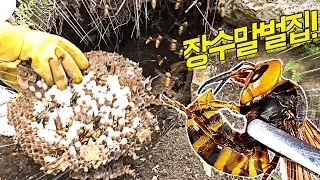 Eliminate the Asian giant hornet House