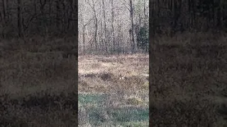 Buck Breeding A Doe