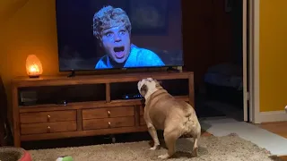 Bulldog Movie Night with Elvis and Khaleesi