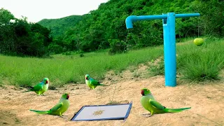 Easy Installing Parrot Trap Using Blue Pipe Cardboard and a Apple Fruit - How To Make Bird Trap