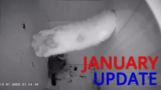 January Update - Overnight visitors,  installing cat spikes and a quick look inside the nestbox!