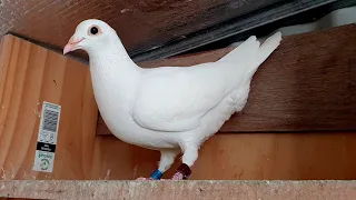 Can you race white pigeons?