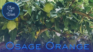 Tree of the Week: Osage Orange