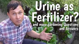Urine as Organic Fertilizer ? + More Gardening Questions & Answers