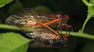 Bug Bowl 2021: Zombie Cicadas!