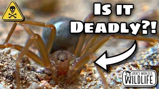 MEET The RECLUSE SPIDER You NEVER KNEW Existed!