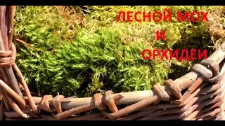 Лесной мох для орхидей.  Реакция растений.  Ответы на вопросы.