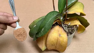 Try 1 spoon! The leaf-rotted orchid immediately became healthy and bloomed