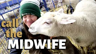 Delivering BACKWARD & STILLBORN lambs: Vlog 207