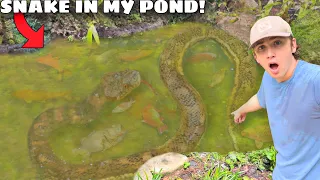 DEADLY SNAKE Invaded My POND & ATE My FISH!