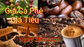 Giá cà phê hôm nay, giá tiêu ngày 20/5/2020.cà phê tiếp đà tăng-Cao Hiếu Vlog