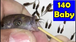 3 Ice Blue cichlid fishes, give birth to 140 baby fish 😍🐬👍🙏