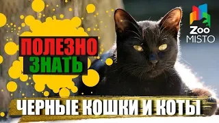 Полезно знать с ZooMISTO | Черные коты и кошки